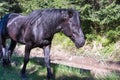 Horses walk freely on forest road